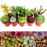 10 Sempervivum Succulent Plants - 5 Sempervivum - 5 Succulents Plants in 5.5cm Pots