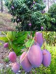 Native Earth Nursery Thailand Purple Mango Nam-Dok-Mai Si Mueng Hybrid Thai Purple Mango Fruit Plant (Grafted Plant, 2-3 Feet Height) Live Plant for Home Garden