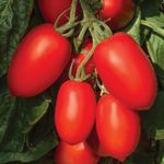 PREMIER SEEDS DIRECT - TOMATO PLUM NAGINA - 10 SEEDS - BLIGHT RESISTANT