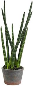 Vickerman 523957 – 43,2 cm verde Tiger Tail pianta in vaso di carta (FE181801) Home Office piante succulente