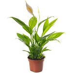 Spathiphyllum Peace Lily Large Indoor House Plant Purify The Air in Your Home (30-40cm (Incl. Pot))