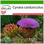 SAFLAX - Cardoon/Spanish Artichoke - 50 Seeds - with Soil - Cynara cardunculus