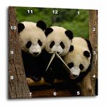 3dRose dpp_70209_1 Giant Panda Bears, Wolong China Conservation, China-As07 Pox0378-Pete Oxford-Wall Clock, 10 by 10-Inch