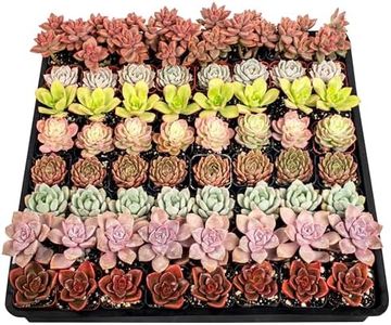 SD Succulent Growers Live Succulents Plants Variety Pack - Well Rooted Plants in 2 Inch Pots - Real, Small, Assorted Houseplants for Indoor, DIY, Home Decor, Wedding, or Birthday Gifts (64 Pack)