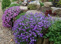 20 Mixed Cascading ALPINES in 9cm POTS - Alpine Plant Collection for Rockeries, Garden Borders, Walls, Groundcover ~ Direct from Specialist Grower in Lincolnshire.