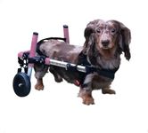 Dachshund Wheelchair - for Small Do