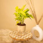 KYARI Golden Money Indoor Plants for Living Room | Live Plants | Plants with Cream Self Watering Pot for Home | Air purifier plants | Plants for Home Decor | Plants for Garden & bedroom