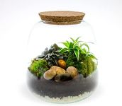 Small 3 Litre Curvy Corked Terrarium with Living Plants, Moss and Tool Set - The Perfect Terrarium Gift