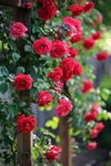 Ritz Farming® Climbing rose imported flower seeds for Home and Gardening pack of 100 seeds (RED PINK)