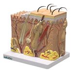 Labzio - Human Skin model Anatomical Skin Magnified Tissue Structure with Hair comes on a base, with coloured key card included