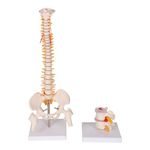 KAY KAY INDUSTRIES MINI SPINE MODEL WITH VERTEBRAE DEGENERATION MODEL