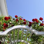 Heirloom Roses Rose Plant - Dublin Bay® Red Rose Bush, Climbing Roses Live Plant for Planting Outdoors