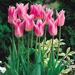 Tulips Lily Flowered China Pink Tulips Bulbs X 20 - Spring Flowering Bulbs for Gardens Perennials Ready to Plant - Bulbs Size 10/11- Fresh, Fragrant Bulbs. for Planting Now