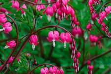 Linaa Bleeding Heart Vine Red Live Plant Creepers & Climbers Flowers Garden Live Plant Nursery Indoor Outdoor Living Plants