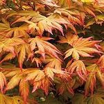 You Garden - Japanese Maple Acer palmatum 'Orange Dream' in a 3L Pot - Outdoor Garden Ready Trees for Oriental Style Gardens - Oriental Maple Tree for UK Gardens in Pots