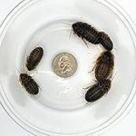 Dubia Roaches 100 Large