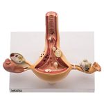 Labzio - Uterus and Ovary Anatomical Model with Pathologies | Female Reproductive Organ Replica with Base and Detailed Key Card | Medical Education Tool