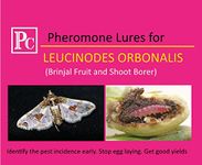 Pheromone Lures for Leucinodes orbonalis (Brinjal Fruit and Shoot Borer) - Replacement Lure Without Trap (Pack of 500 No's) Without Trap