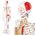 Evotech Numbered Mini Human Skeleton Model for Anatomy, 33.5'' Human Skeleton Model with Muscle Insertion and Origin Points Removable Stand for Medical Anatomical Study Teaching, Manual Included