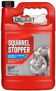 Squirrel S