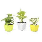 JESAA GREENS Combo Set of 3 Money plant | Golden Money Plant | Pothos Money Plant | Good Luck Money Plant | Air Purifying | Office Desk Balcony | Garden Living Room | Set of 3