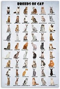 HLLNWB Breeds of Cat Poster Types of Cat Poster Cat of The World Funny Cat Lovers Poster (Unframed 16x24inch)