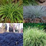 6 x Ornamental Grasses for The Garden - Varities Like Festuca - Carex - Imperata in 9cm Pots