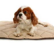 Petlife Flectabed Q Thermal Pet Bedding for Dog/ Cat, 18 x 14-inch, Cream