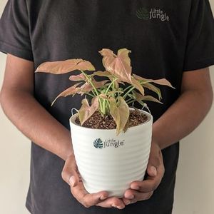 LITTLE JUNGLE Syngonium Mickey - Healthy Live Plants with White Pots, Air Purifying Plant, Indoor Plants with pots for home