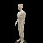 CHOUDHARY ACUPRESSURE Acupuncture Hman Model 60cm Male Acupuncture Human Body English Language Acupuncture Statue 60cm