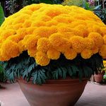 100+ Seeds- Marigold African High Yield Hybrid Flower Seeds For Gardening