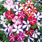 SRI SAI FORESTRY - Petunia Double Mix Flower Seeds Hybrid Mixed Colour Flower Seeds For Gardening & Planting pack of 100 seeds