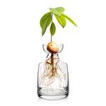 Yaoxianwu Avocado Seed Sprout Starter Planter Vase - Glass Avocado Tree Growing Vase Planter Pot Grow Avocado Trees Stickers at Garden Home for Planter Lovers