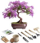 Bonsai Starter Kit – 1x Jacaranda Bonsai Tree | Complete Indoor Starter Kit for Growing Bonsai Plants with Tools & Planters – Gardening Gifts for Women & Men