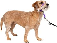 PetSafe Gentle Leader No-Pull Dog Headcollar - The Ultimate Solution to Pulling - Redirects Your Dog's Pulling for Easier Walks - Helps You Regain Control - Small, Deep Purple