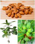 Native Earth Nursery® Rare " Almond Plant " Variety- Mamra Almond Badam Nut Early Fruiting Plant (1 Healthy Live Plant, Height- 3 feet) Suitable Garden/terrace Outdoor Plant