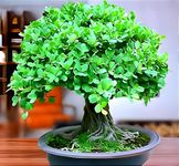 REMASLARIC-Home Garden Outdoor & Indoor plant Small Leaves Beautiful Healthy Live Plant Chines Bot/Banyan Tree || For office Decoration/Home Decoration with a poly bag