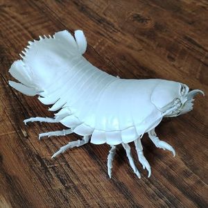 Authentic Giant Isopod Specimen, Giant Bathynomus Giganteus, Collection Animal Taxidermy for Science Education Home Ornament Unique Gifts (8-10 Inch)