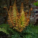 Alpine Wood Fern Dryopteris wallichiana 'Jurassic Gold' in 9cm Pot