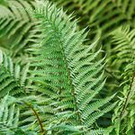 Dryopteris Affinis Scaly Male Fern Semi-Evergreen Outdoor Hardy Robust Plant