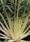 Salerno Salerno Seeds Cardoon Cardo Bianco Avorio 3 Grams Made in Italy Italian Non-GMO