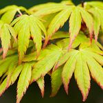 Acer palmatum 'Sango-Kaku' | Japanese Maple Deciduous Potted Trees for Small Gardens | Premium Bushy Plant Shrub Tree in Pot (20-40cm (Incl. Pot))