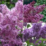 Lilacs