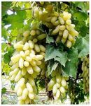 Vamsha Nature Care Seedless Sweet Green Grape Fruit Air Layered plant, Angoor Plant "Special Variety" (Fruit After 1 Year)