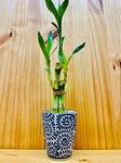 Lucky Bamboo 6”6”8” in Premium Ceramic Vase Blue Motiv Cup Vase