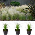 3 x Pony Tails Grass - 3 Plants - Decorative Stipa Feather - Ornamental Grass for The Garden - Stipa Tenuissima Plant (3 Plants)