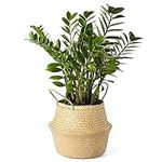 Artera Woven Seagrass Plant Basket 