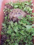 Shelled Warriors Luxury Tortoise 7000 seed mix 5g 63 species of plants/flowers