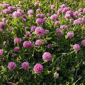 Outsidepride Perennial Red Clover Seeds - 5 lbs. Self-Seeding, Nitrocoated, Inoculated Clover Seeds for Lawn, Yard, Forage, Pasture, Hay, Nitrogen Fixation, Soil Improvement & Crop Rotation Programs