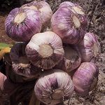 Live Seeds Early Purple Wight 20 Garlic Seeds Clove, Wight Garlic Cloves/from 2 Bulbs/Planting Now 2021-22